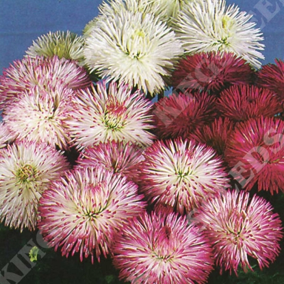 Picture of Bellis Perennis - Habanera Mixed